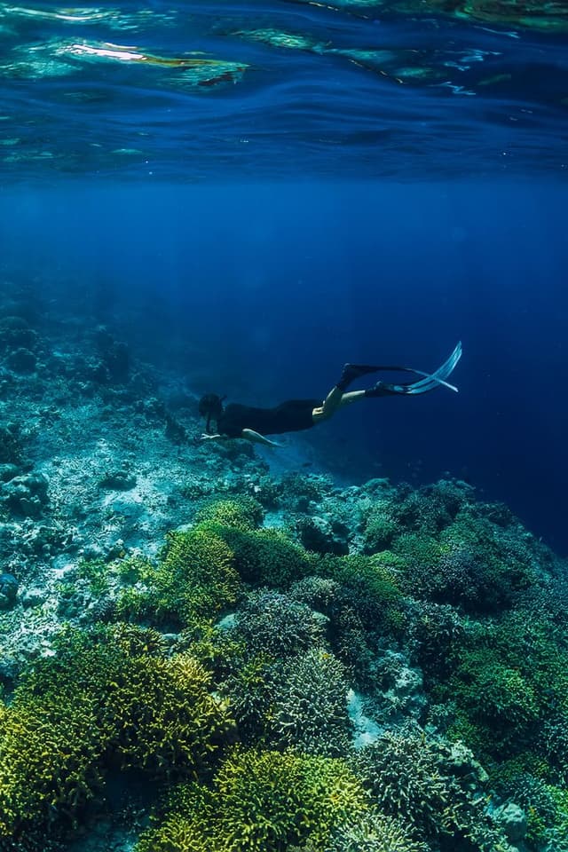 /snorkeling/sn4.jpeg
